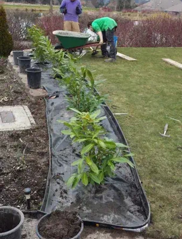 Crew planting a garden bed with landscape fabric in Oak Harbor